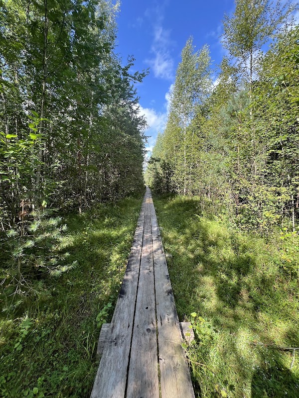 Pääsküla bog trail 1