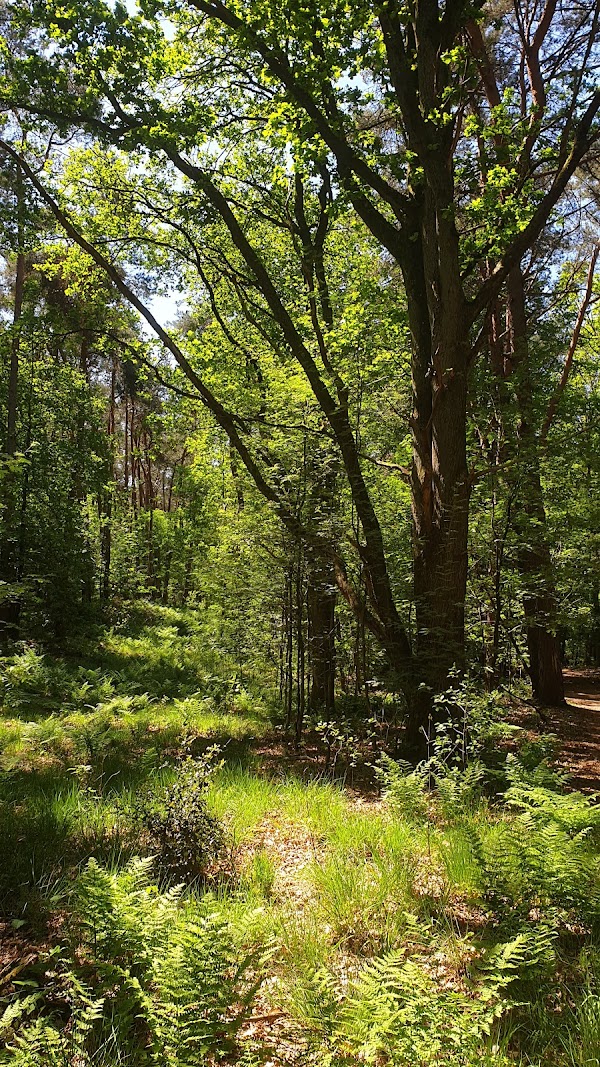 Birgeler Urwald