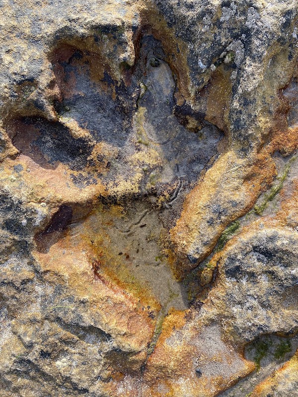"Dinosaur" Prehistoric Crocodile Footprint