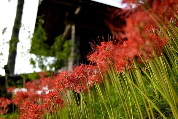 Nyoirinji