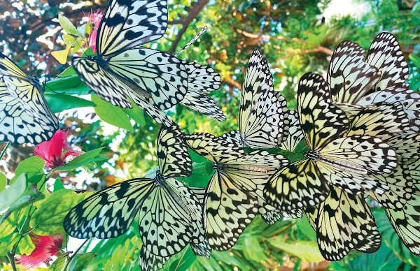 Cockrell Butterfly Center