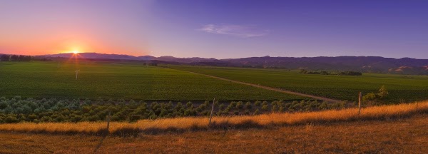 Dog Point Vineyard 1