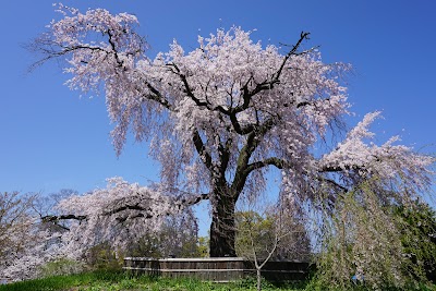 Maruyama Park 1