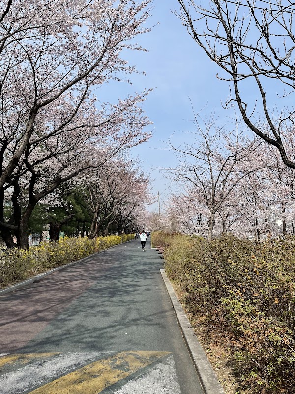 Cherry Blossom 🌸 7