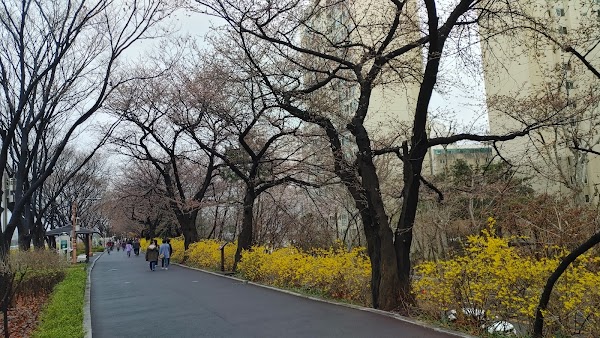 Jungnangcheon Cherry Blossom Road 5