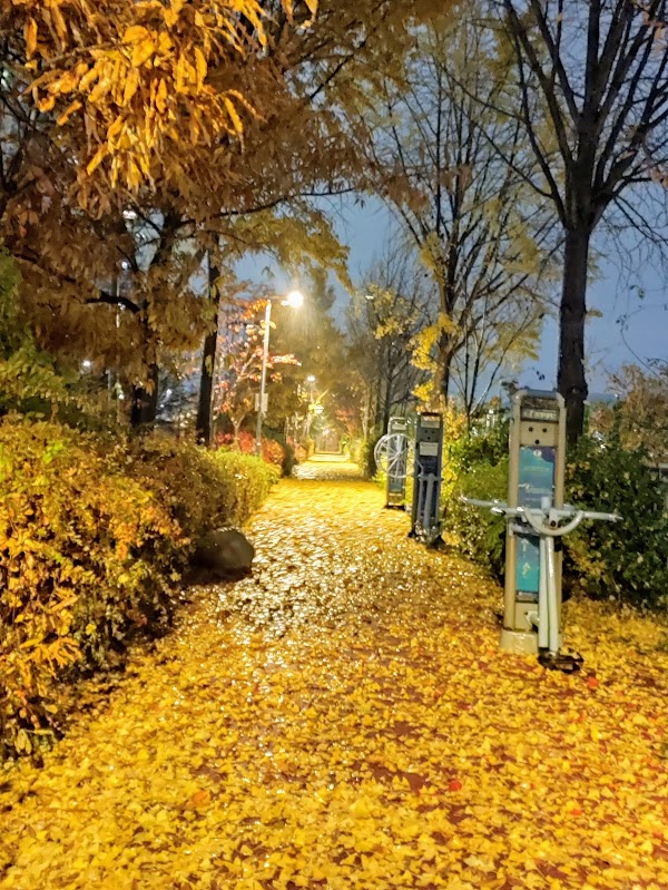 Jungnangcheon Cherry Blossom Road 4