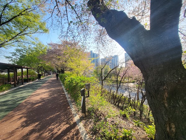 Jungnangcheon Cherry Blossom Road 3