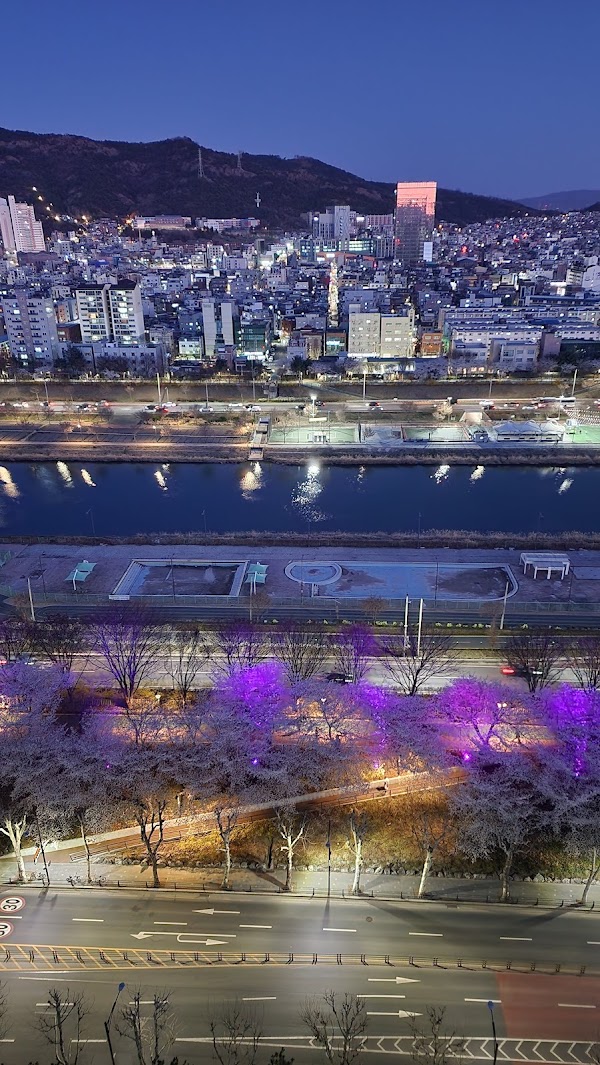 Jungnangcheon Cherry Blossom Road 2