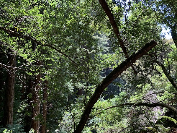 Fern Creek Trail 3