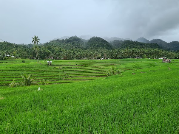 Cadapdapan Rice Terraces