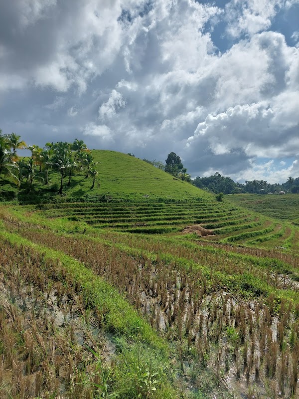 Cadapdapan Rice Terraces 5