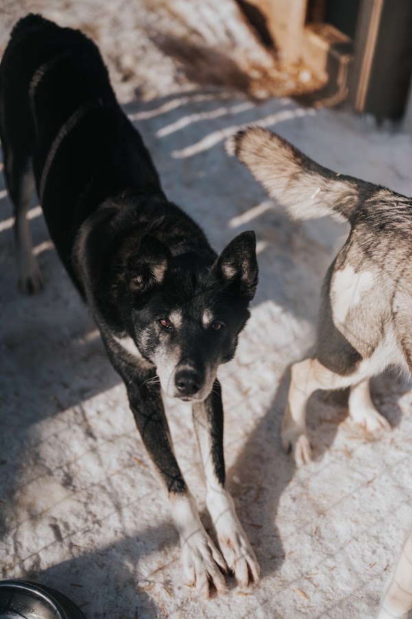 Baba Husky - Dog sledding adventures in Lapland