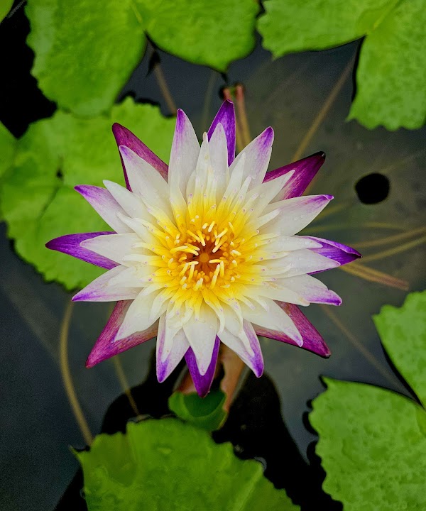 Divine Garden 2
