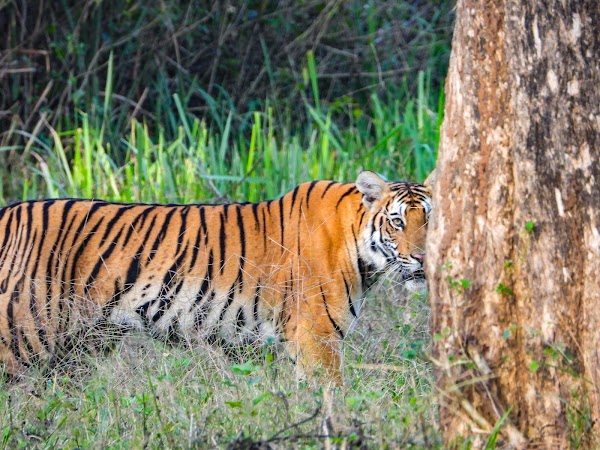 Nagarahole Tiger Reserve