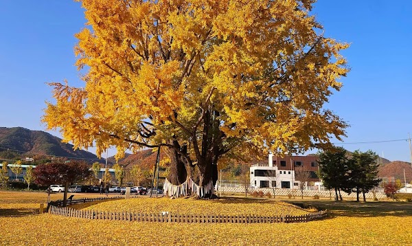 금산 요광리 은행나무 1