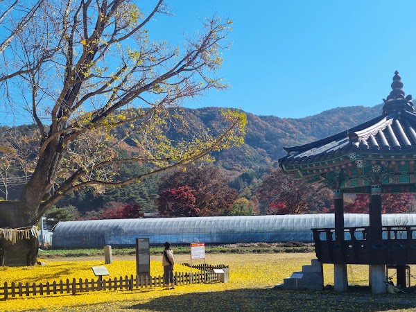 금산 요광리 은행나무 4