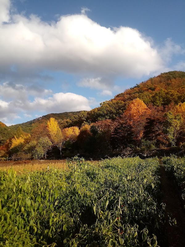 금산 요광리 은행나무 3
