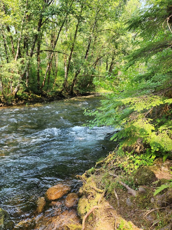 McKenzie River Trail 4