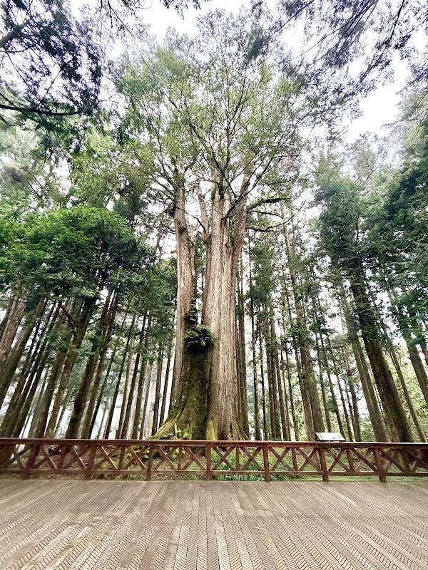 Thousand Year Cypress