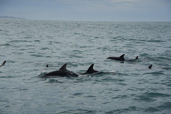 Encounter Kaikoura (Dolphin Encounter) 4