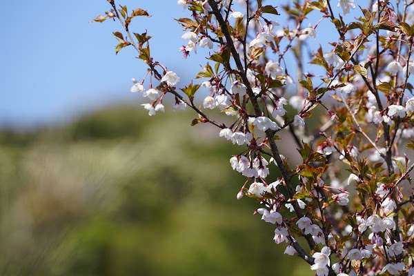 箱根峠 2