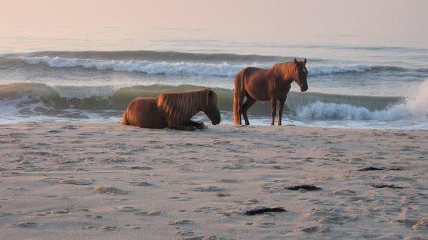Assateague Island 1