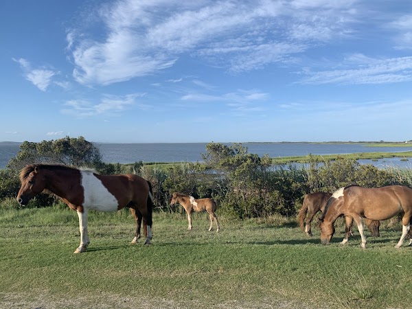Assateague Island 4