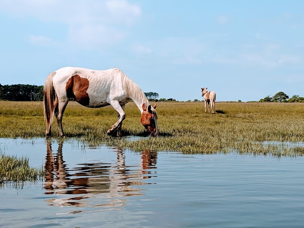 Assateague Island 2