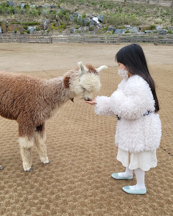 Alpaca World 4