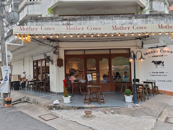 Mother cows