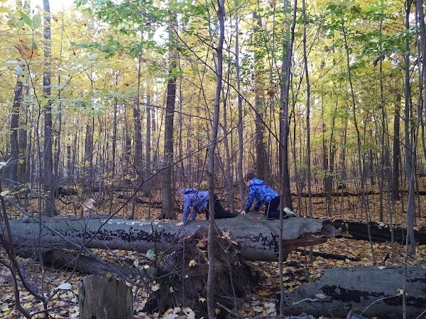 Steckle Woods 1