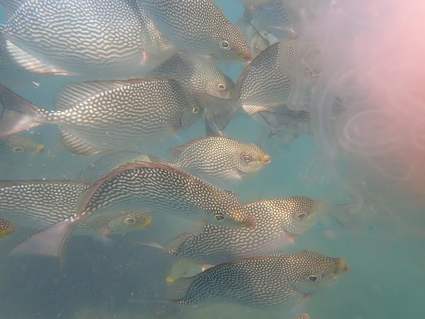 Pulau Dangali 5