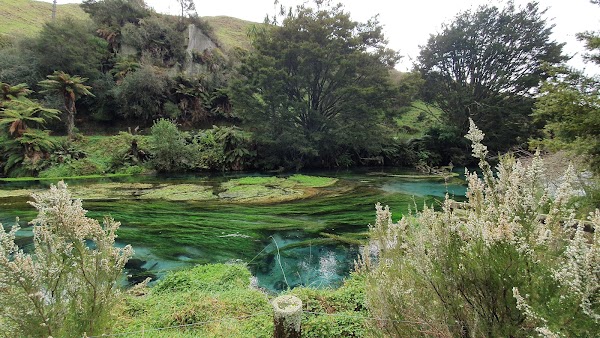 Blue Spring (Te Waihou Walkway). Leslie Road entrance is closed. 5