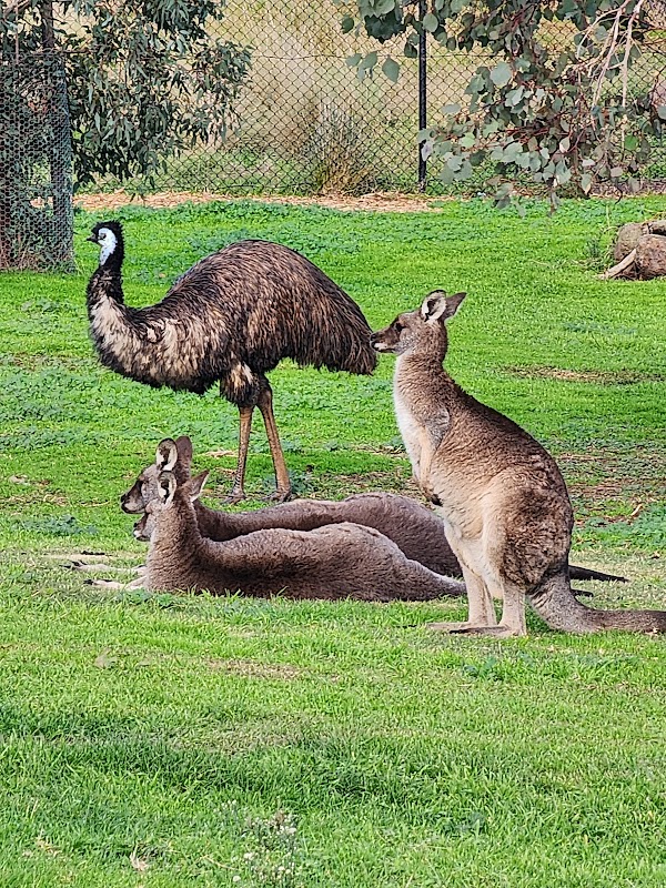 Werribee Open Range Zoo 5