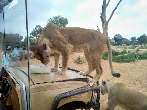 Werribee Open Range Zoo 2