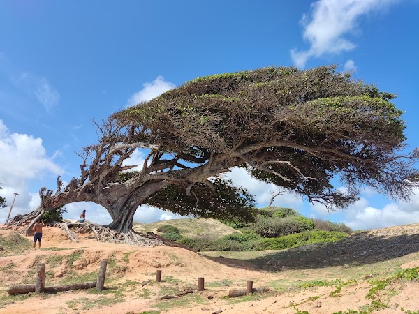 Tree of Love