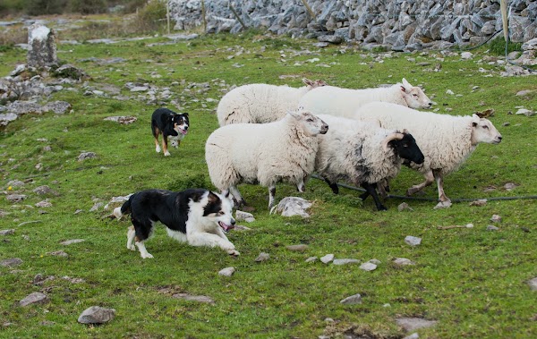 Caherconnell Stone Fort & Sheepdog Demonstrations