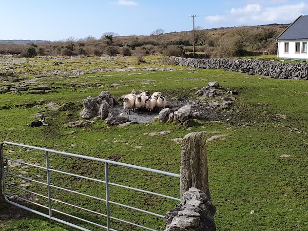 Caherconnell Stone Fort & Sheepdog Demonstrations 4