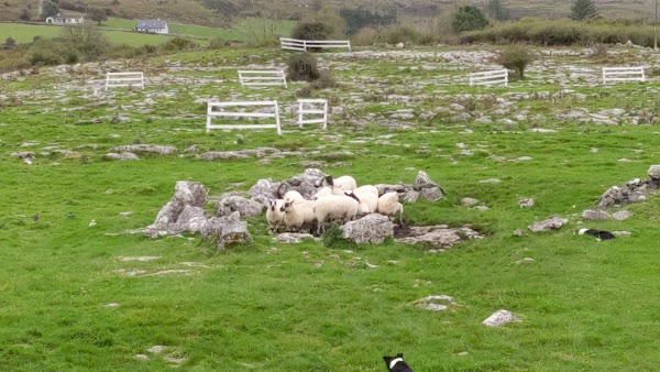 Caherconnell Stone Fort & Sheepdog Demonstrations 3