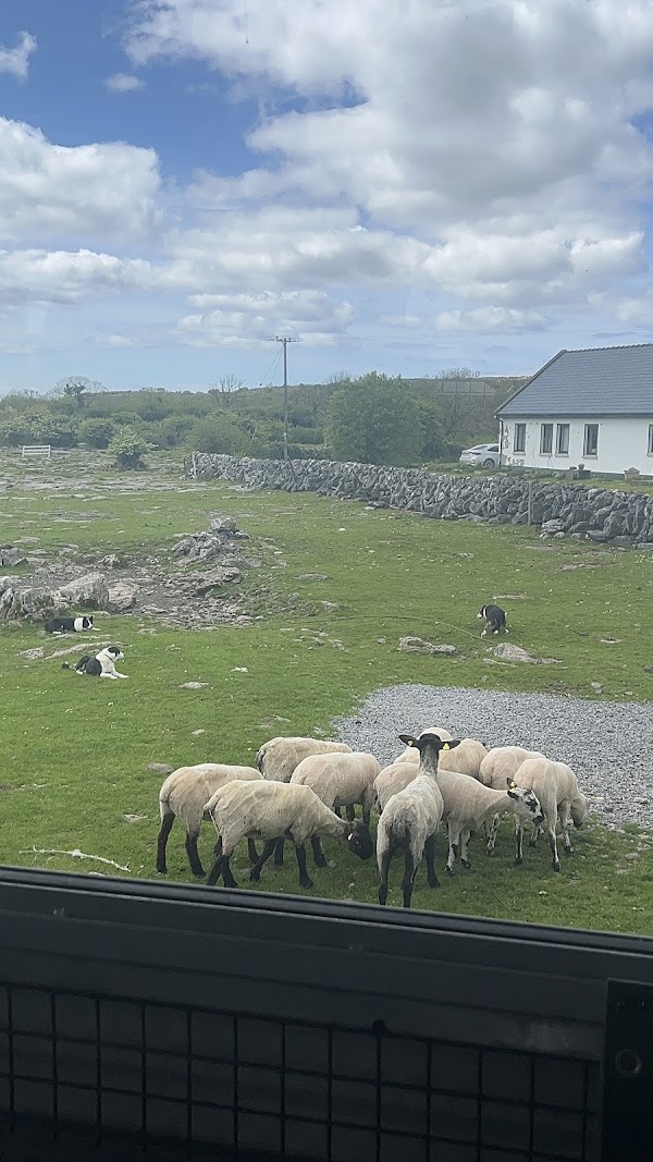 Caherconnell Stone Fort & Sheepdog Demonstrations 2