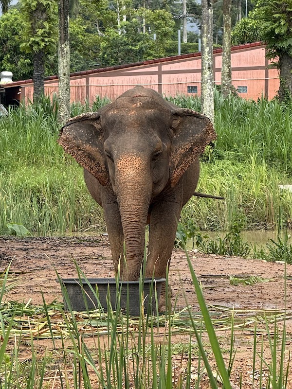 Krabi Roaming Elephant Sanctuary
