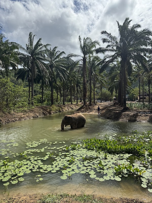 Krabi Roaming Elephant Sanctuary 5