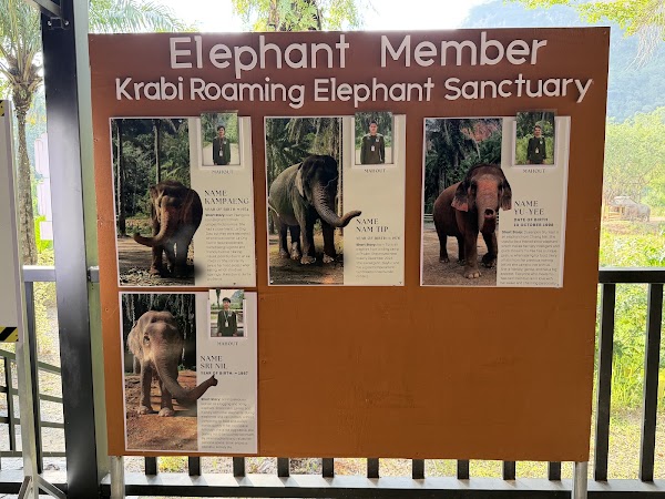 Krabi Roaming Elephant Sanctuary 3