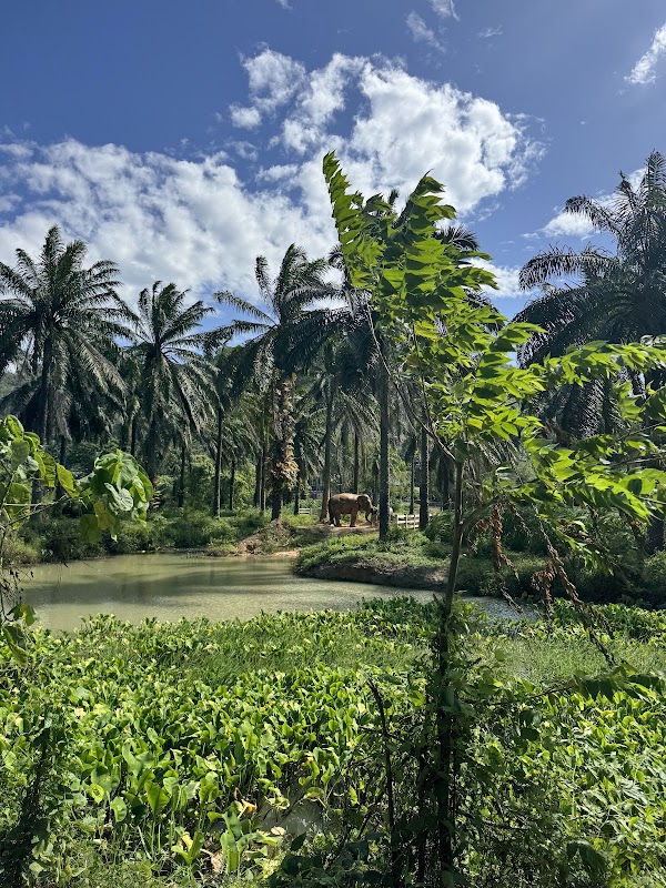 Krabi Roaming Elephant Sanctuary 2