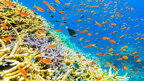 Barasu Island 4