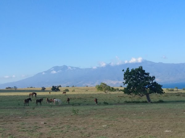 Mausui Savanna 5
