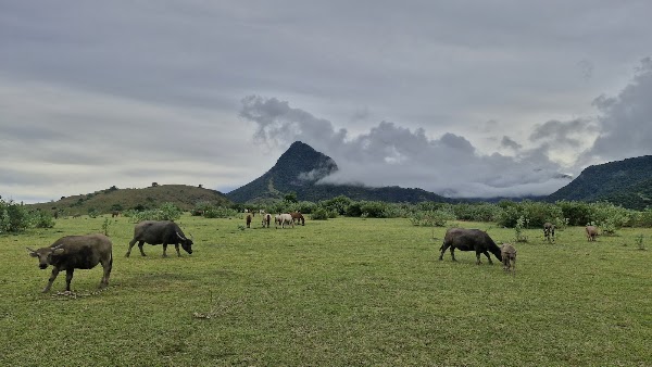 Mausui Savanna 4