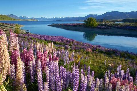 Lake Tekapo 1