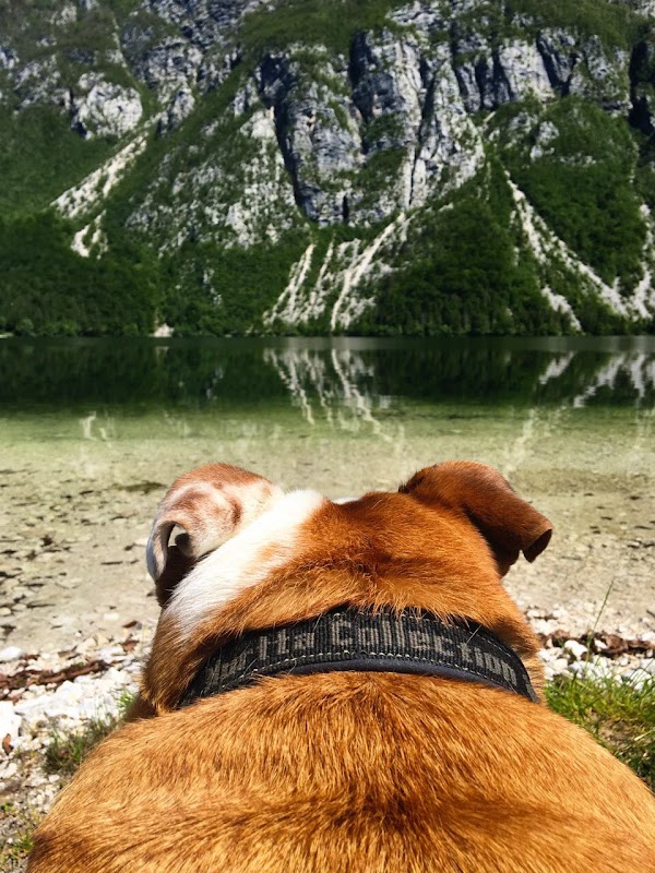 Camp Bohinj 3