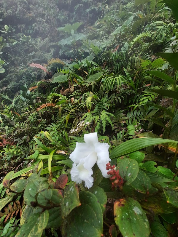 La Fortuna 1